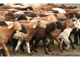 Доступне та якісне м'ясо халяль – М'ясна продукція. Доступне та якісне м'ясо халяль – М'ясна продукція.